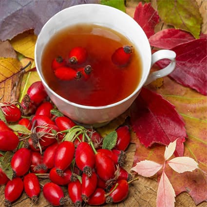 فروش گل نسترن